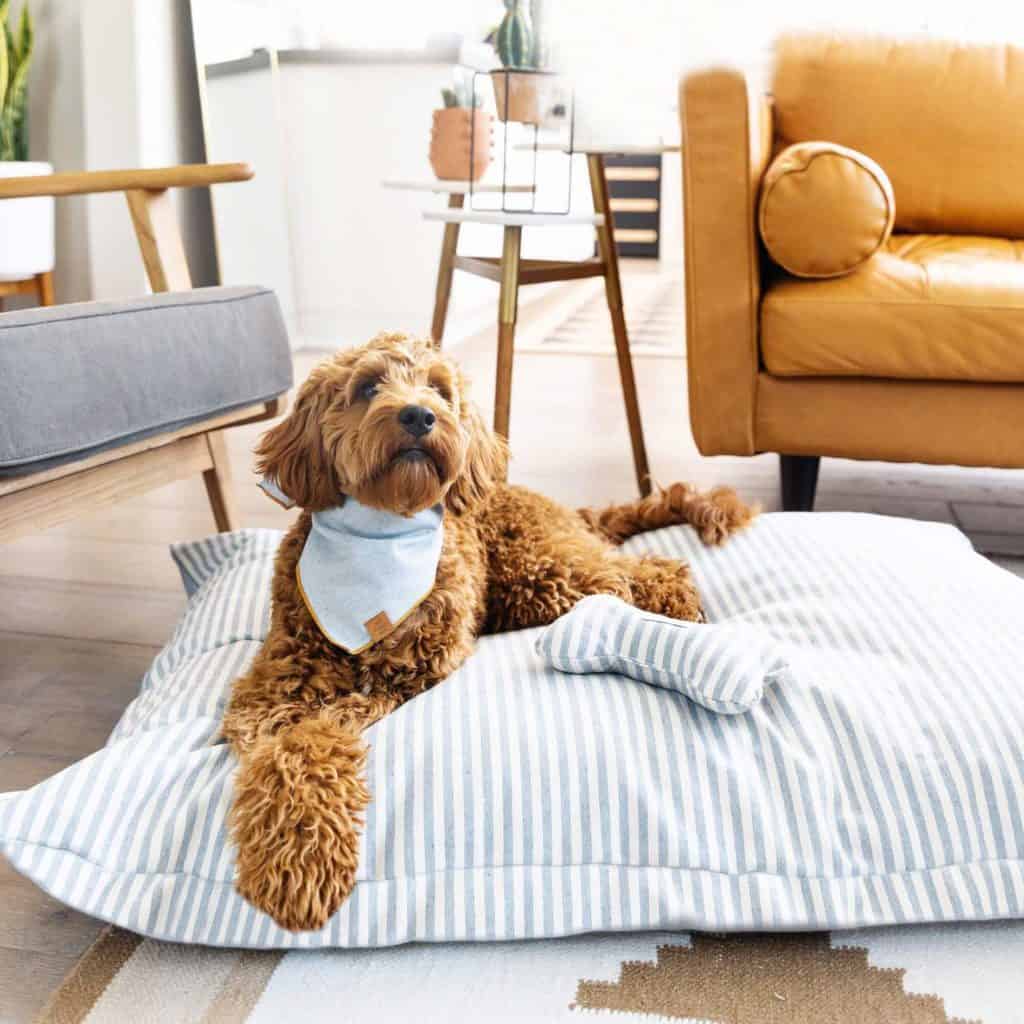 Best Dog Beds Made in USA • USA Love List