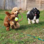 Non-Toxic Dog Toys Made in the USA